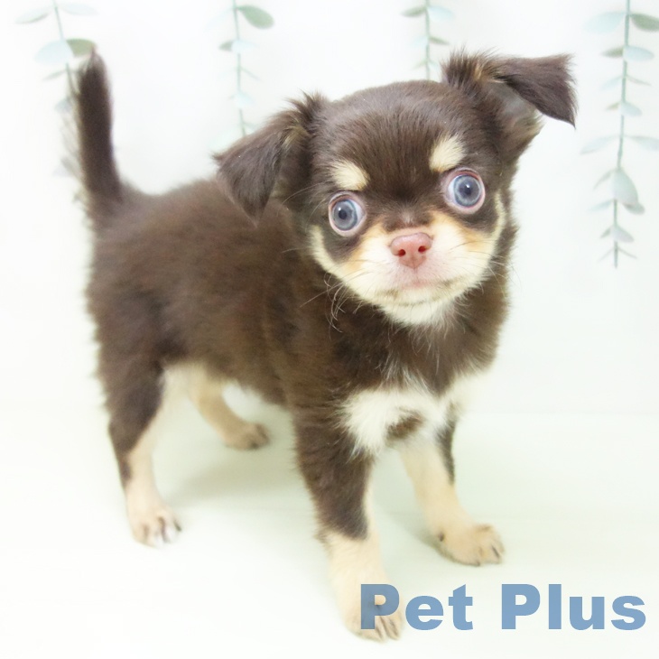 三重県のチワワ(ロング) (ペットプラス 鈴鹿店/2026年1月30日生まれ/男の子/チョコレートタン)の子犬の1枚目の画像