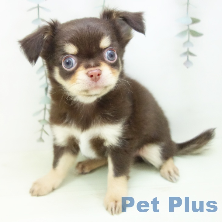 三重県のチワワ(ロング) (ペットプラス 鈴鹿店/2026年1月30日生まれ/男の子/チョコレートタン)の子犬の2枚目の画像
