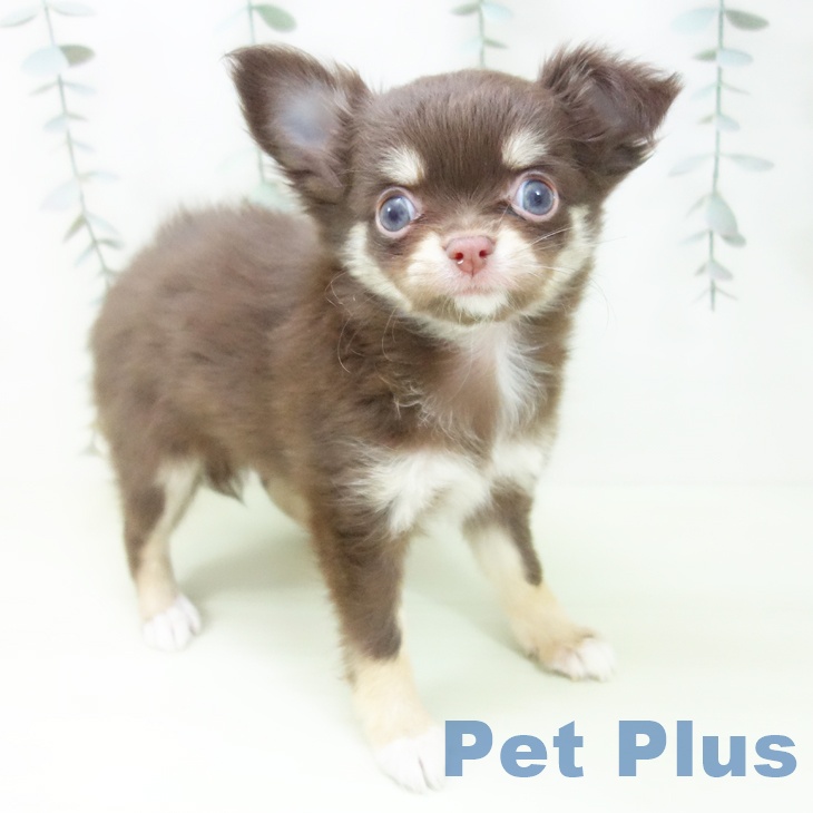 愛知県のチワワ(ロング) (ペッツワン 東海店/2026年1月30日生まれ/女の子/チョコレートタン)の子犬