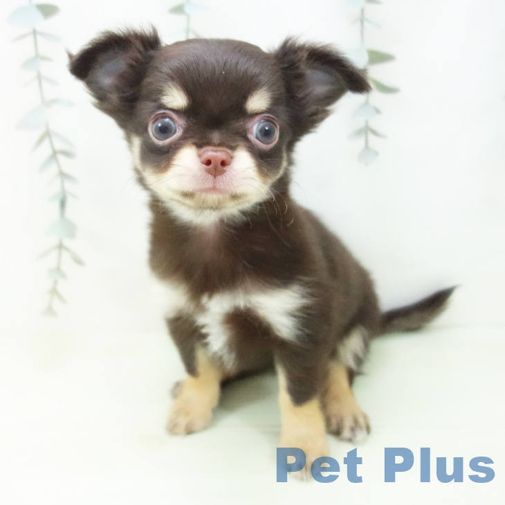 愛知県のチワワ(ロング) (ペットプラス ナゴヤドーム前店/2026年1月30日生まれ/女の子/チョコレートタン)の子犬の1枚目の画像