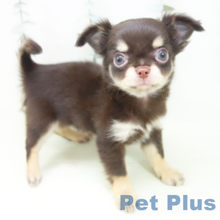 愛知県のチワワ(ロング) (ペットプラス ナゴヤドーム前店/2026年1月30日生まれ/女の子/チョコレートタン)の子犬の2枚目の画像