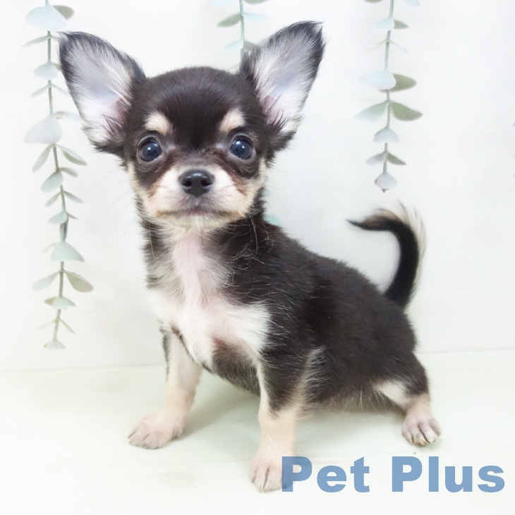 愛知県のチワワ(ロング) (ペットプラス ナゴヤドーム前店/2026年1月25日生まれ/男の子/ブラックタン)の子犬の1枚目の画像
