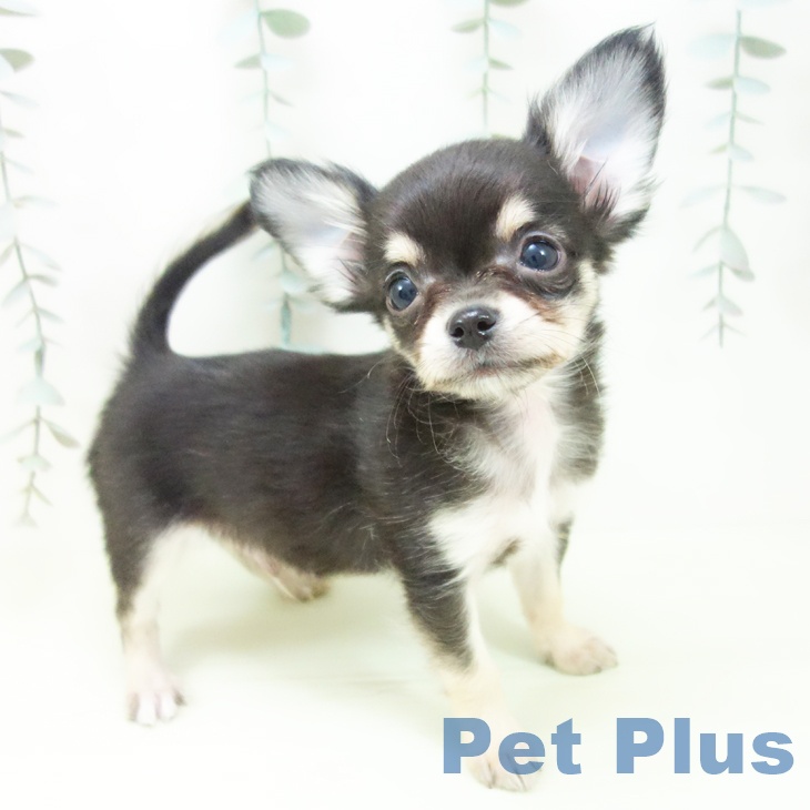 愛知県のチワワ(ロング) (ペットプラス ナゴヤドーム前店/2026年1月25日生まれ/男の子/ブラックタン)の子犬の2枚目の画像