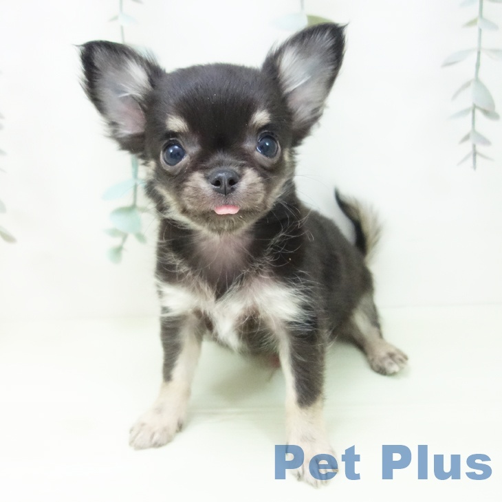 岐阜県のチワワ(ロング) (ペットプラス 各務原店/2026年1月25日生まれ/男の子/ブラックタン)の子犬