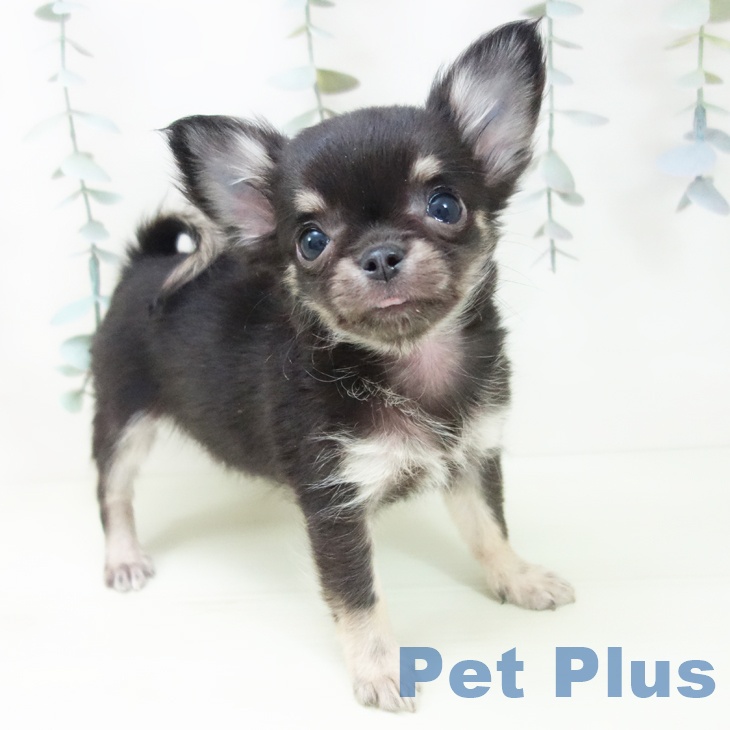 岐阜県のチワワ(ロング) (ペットプラス 各務原店/2026年1月25日生まれ/男の子/ブラックタン)の子犬の2枚目の画像