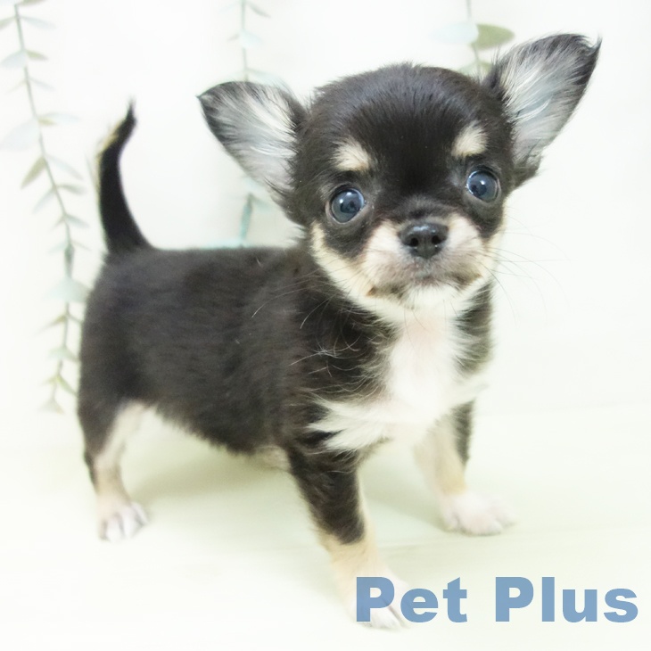愛知県のチワワ(ロング) (ペットプラス みなと店/2026年1月25日生まれ/女の子/ブラックタンホワイト)の子犬の1枚目の画像