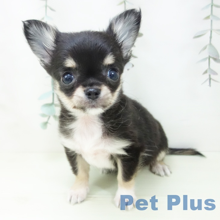愛知県のチワワ(ロング) (ペットプラス みなと店/2026年1月25日生まれ/女の子/ブラックタンホワイト)の子犬の2枚目の画像