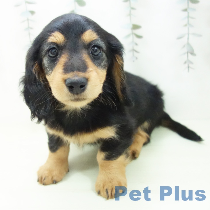 愛知県のミニチュアダックスフンド(ロング) (ペットプラス イオンモール豊川店/2026年1月30日生まれ/男の子/ブラックタン)の子犬