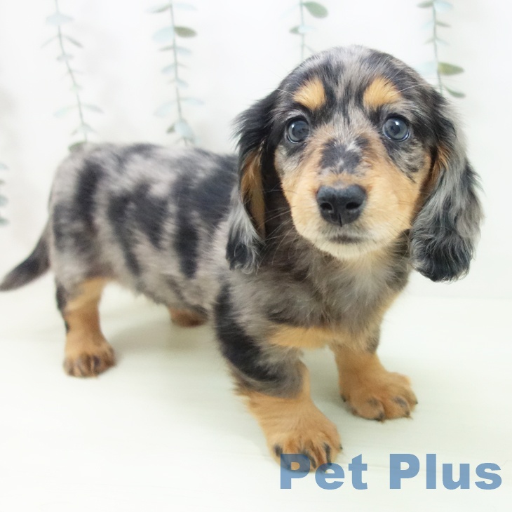 愛知県のミニチュアダックスフンド(ロング) (ペットプラス イオンモール豊川店/2026年1月30日生まれ/女の子/シルバーダップル)の子犬