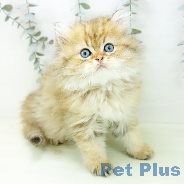 鹿児島県のスコティッシュフォールド (ペットプラス 姶良店/2026年1月23日生まれ/男の子/ブラウンタビー)の子猫の1枚目の画像