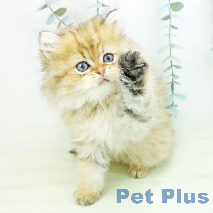 鹿児島県のスコティッシュフォールド (ペットプラス 姶良店/2026年1月23日生まれ/男の子/ブラウンタビー)の子猫の2枚目の画像