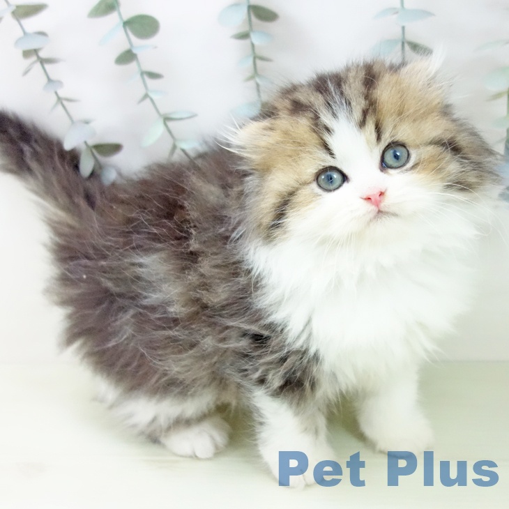 愛知県のスコティッシュフォールド (ペットプラス 岡崎店/2026年1月23日生まれ/男の子/ブラウンタビーホワイト)の子猫
