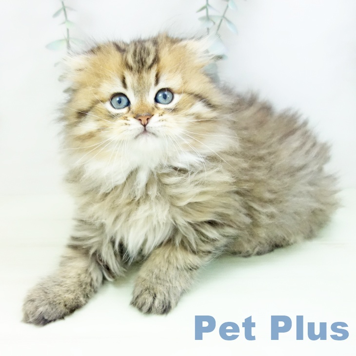 岐阜県のスコティッシュフォールド (ペットプラス 各務原店/2026年1月23日生まれ/男の子/ブラウンタビー)の子猫の1枚目の画像