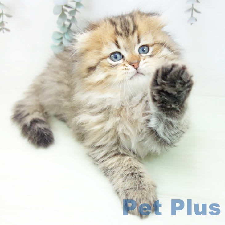岐阜県のスコティッシュフォールド (ペットプラス 各務原店/2026年1月23日生まれ/男の子/ブラウンタビー)の子猫の2枚目の画像