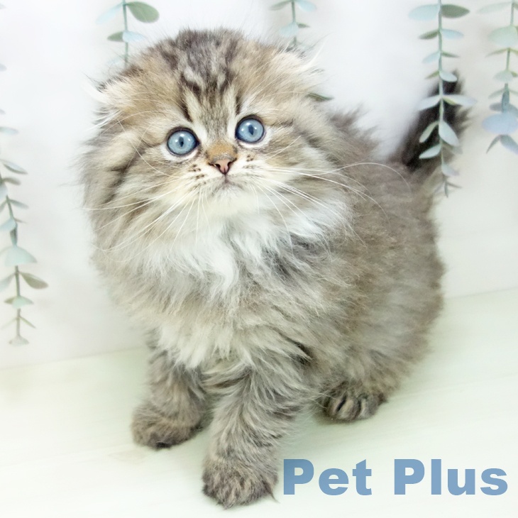 愛知県のスコティッシュフォールド (ペットプラス ナゴヤドーム前店/2026年1月23日生まれ/男の子/ブラウンタビー)の子猫の1枚目の画像