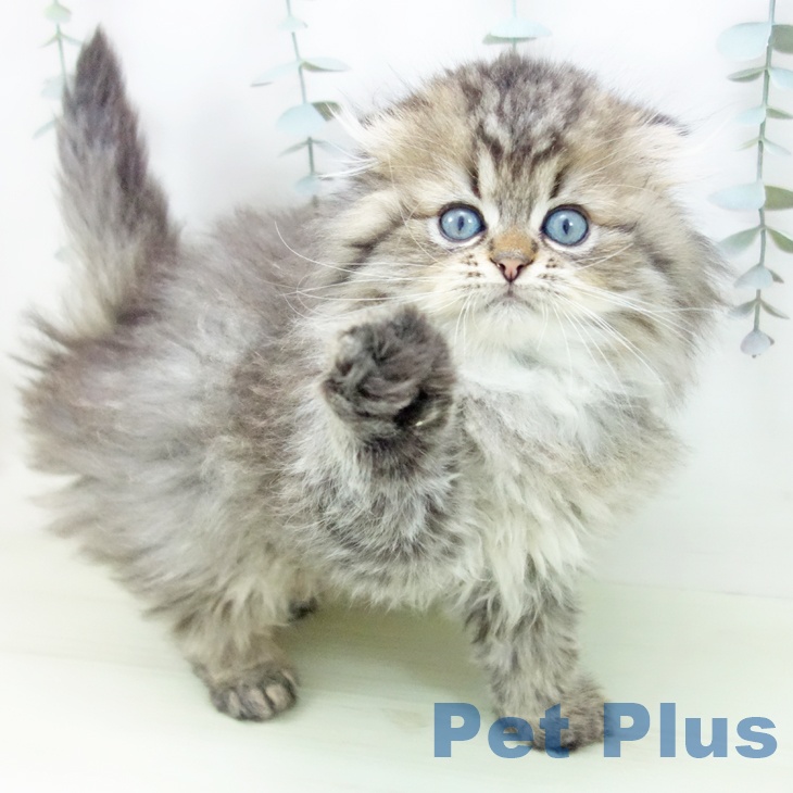 愛知県のスコティッシュフォールド (ペットプラス ナゴヤドーム前店/2026年1月23日生まれ/男の子/ブラウンタビー)の子猫の2枚目の画像