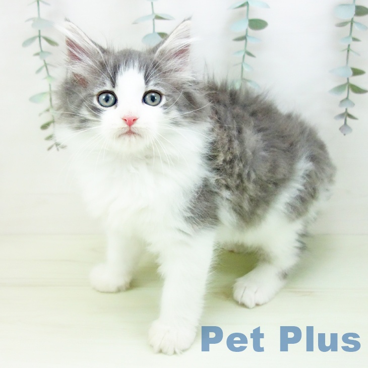 沖縄県のノルウェージャンフォレストキャット (ペットプラス 沖縄ライカム店/2026年1月22日生まれ/男の子/ブルータビーホワイト)の子猫の1枚目の画像