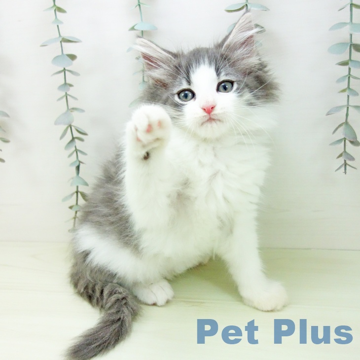 沖縄県のノルウェージャンフォレストキャット (ペットプラス 沖縄ライカム店/2026年1月22日生まれ/男の子/ブルータビーホワイト)の子猫の2枚目の画像