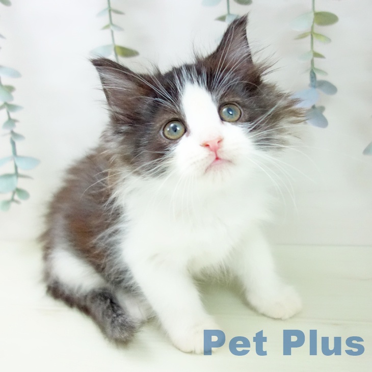 富山県のノルウェージャンフォレストキャット (ペットプラス 高岡店/2026年1月22日生まれ/女の子/ブラックホワイト)の子猫