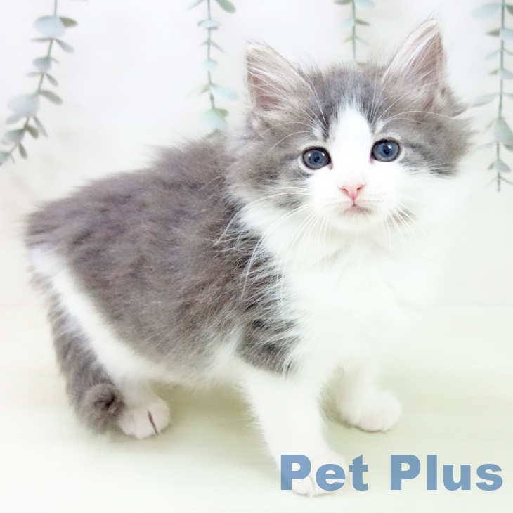 熊本県のノルウェージャンフォレストキャット (ペットプラス 熊本店/2026年1月22日生まれ/女の子/ブルータビーホワイト)の子猫の1枚目の画像