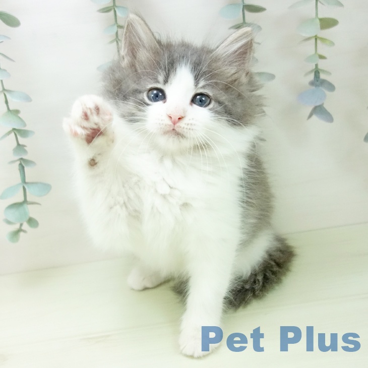熊本県のノルウェージャンフォレストキャット (ペットプラス 熊本店/2026年1月22日生まれ/女の子/ブルータビーホワイト)の子猫の2枚目の画像