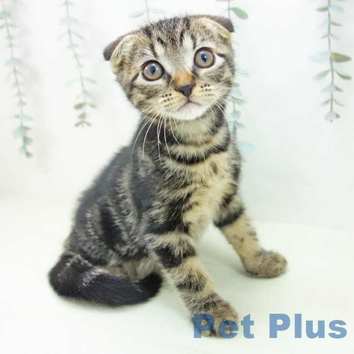 石川県のスコティッシュフォールド (ペットプラス 白山店/2026年1月25日生まれ/男の子/ブラウンタビー)の子猫