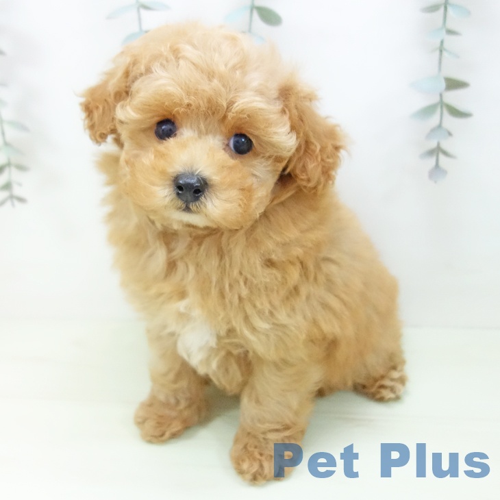 愛知県のトイプードル(トイ) (ペットプラス ナゴヤドーム前店/2026年1月25日生まれ/男の子/アプリコット)の子犬の1枚目の画像