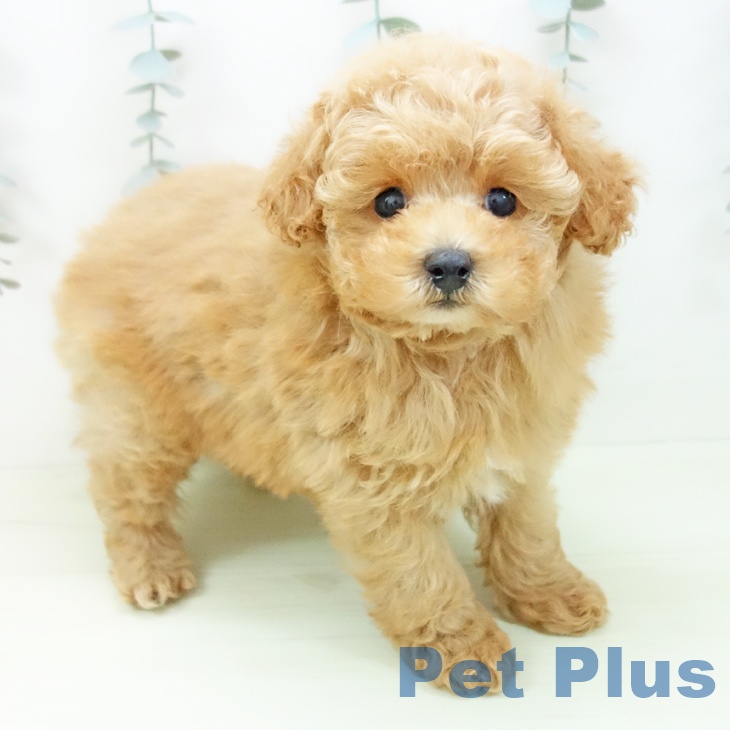 愛知県のトイプードル(トイ) (ペットプラス ナゴヤドーム前店/2026年1月25日生まれ/男の子/アプリコット)の子犬の2枚目の画像