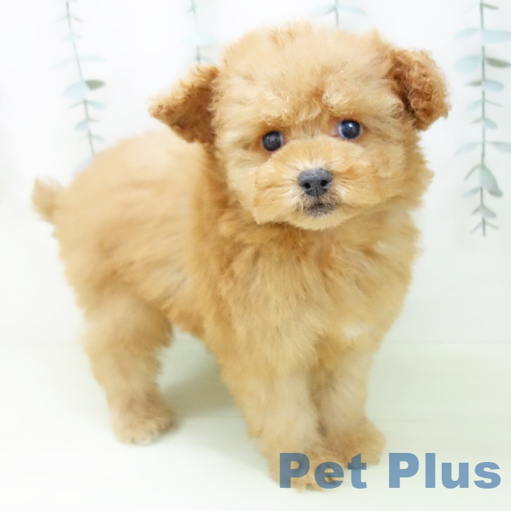 愛知県のトイプードル(トイ) (ペットプラス みなと店/2026年1月25日生まれ/女の子/アプリコット)の子犬の1枚目の画像