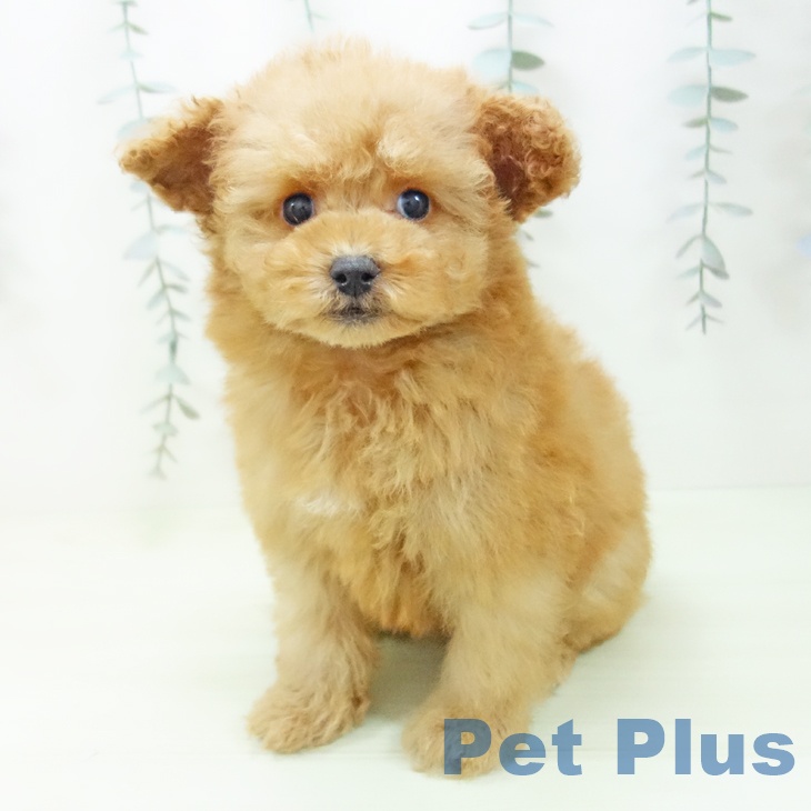 愛知県のトイプードル(トイ) (ペットプラス みなと店/2026年1月25日生まれ/女の子/アプリコット)の子犬の2枚目の画像
