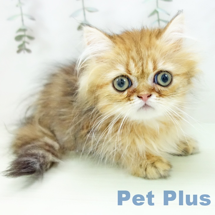 三重県のペルシャ (ペットプラス 東員店/2026年1月2日生まれ/男の子/チンチラゴールデン)の子猫の1枚目の画像