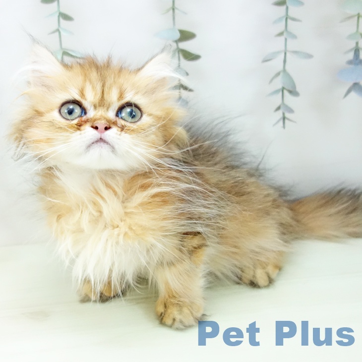 三重県のペルシャ (ペットプラス 東員店/2026年1月2日生まれ/男の子/チンチラゴールデン)の子猫の2枚目の画像
