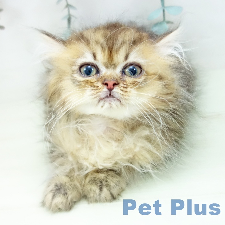 愛知県のペルシャ (ペットプラス mozoワンダーシティ店/2026年1月2日生まれ/男の子/チンチラゴールデン)の子猫の1枚目の画像