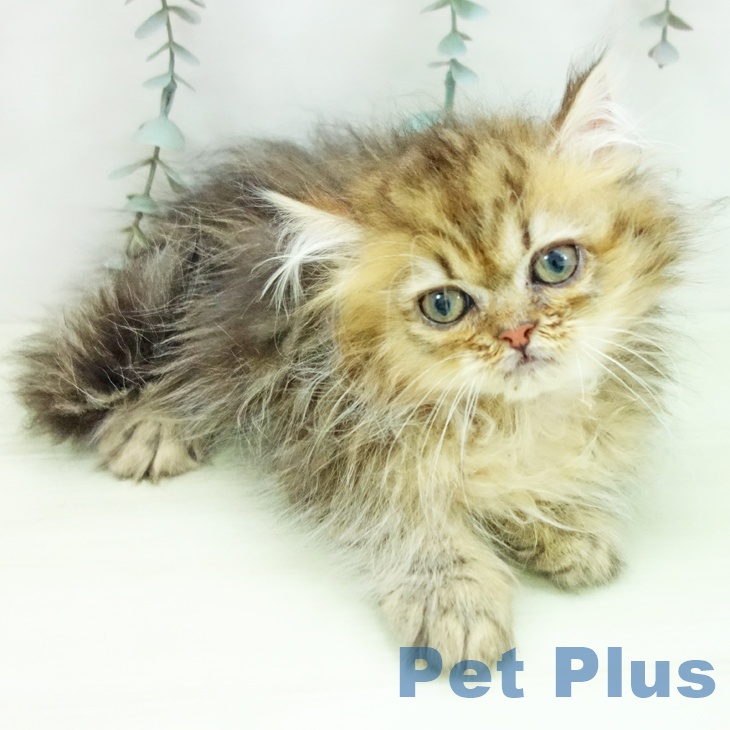 愛知県のペルシャ (ペットプラス mozoワンダーシティ店/2026年1月2日生まれ/男の子/チンチラゴールデン)の子猫の2枚目の画像