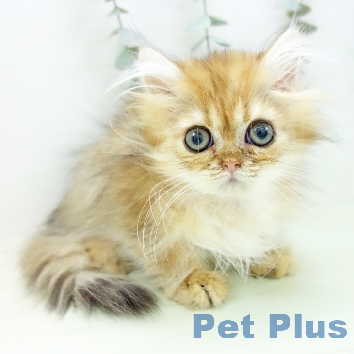 富山県のペルシャ (ペットプラス 高岡店/2026年1月2日生まれ/女の子/チンチラゴールデン)の子猫の1枚目の画像