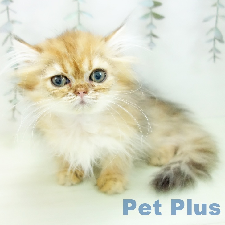 富山県のペルシャ (ペットプラス 高岡店/2026年1月2日生まれ/女の子/チンチラゴールデン)の子猫の2枚目の画像
