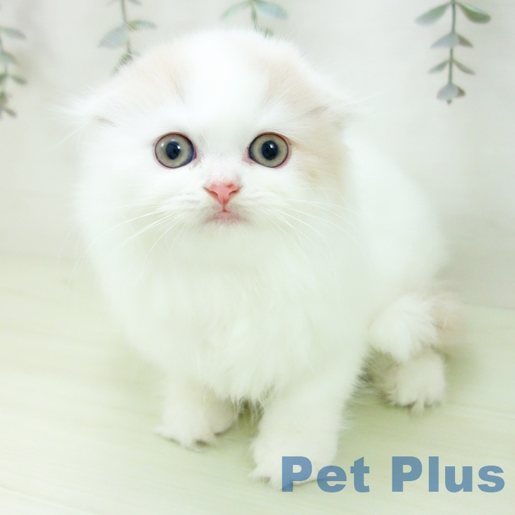 スコティッシュフォールド