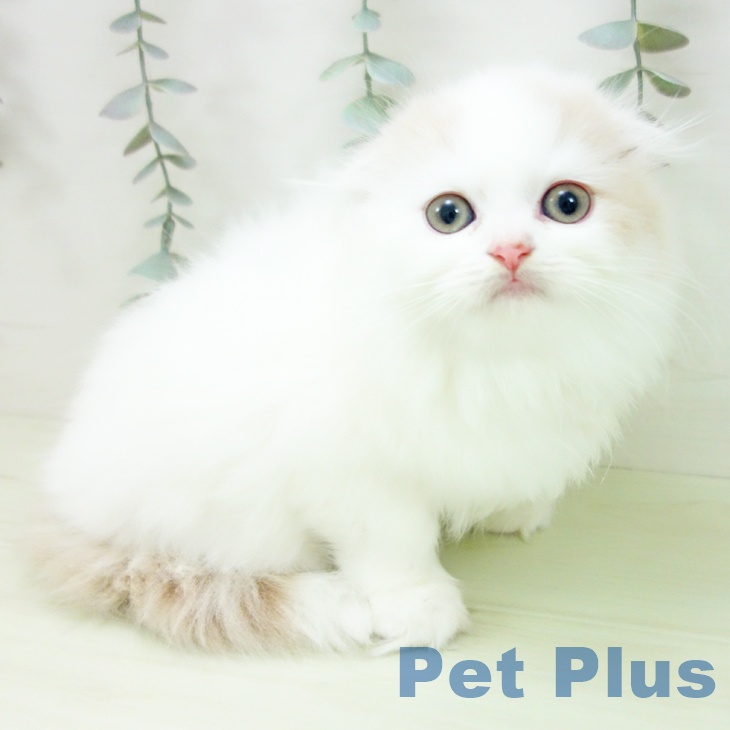 スコティッシュフォールドの写真2