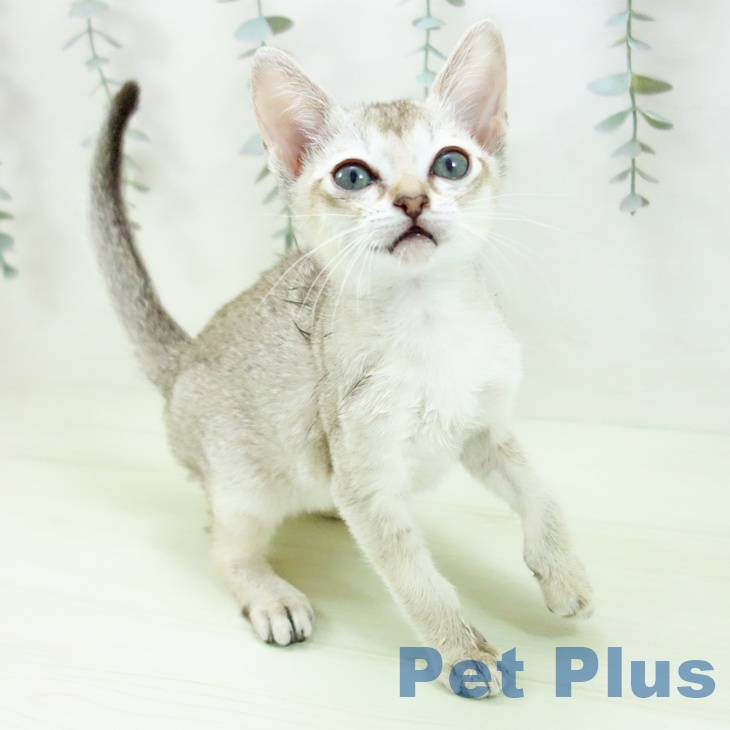 シンガプーラの写真2