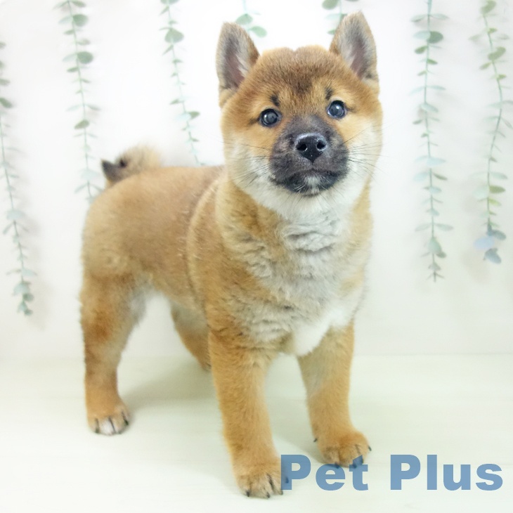 石川県の柴犬(標準サイズ) (ペットプラス 白山店/2026年1月30日生まれ/男の子/赤)の子犬