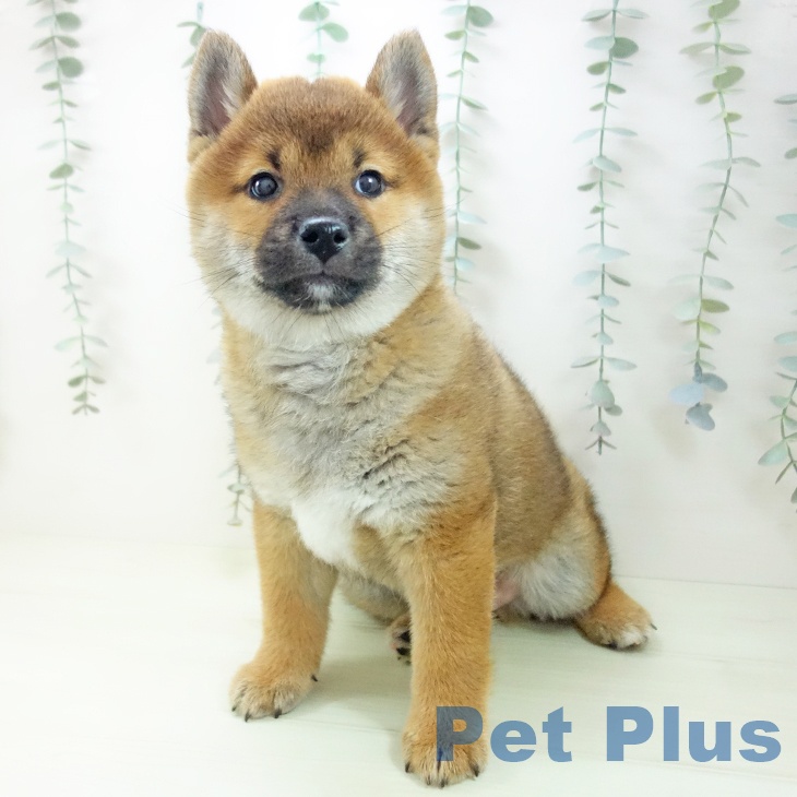 石川県の柴犬(標準サイズ) (ペットプラス 白山店/2026年1月30日生まれ/男の子/赤)の子犬の2枚目の画像