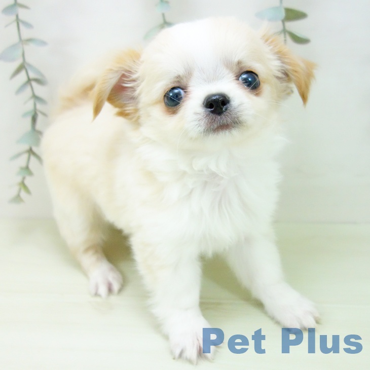 愛知県のチワワ(ロング) (ペットプラス 岡崎店/2026年1月29日生まれ/男の子/クリームホワイト)の子犬の1枚目の画像