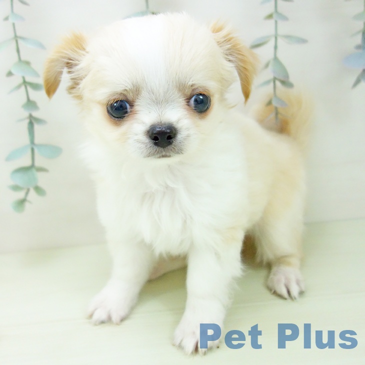 愛知県のチワワ(ロング) (ペットプラス 岡崎店/2026年1月29日生まれ/男の子/クリームホワイト)の子犬の2枚目の画像