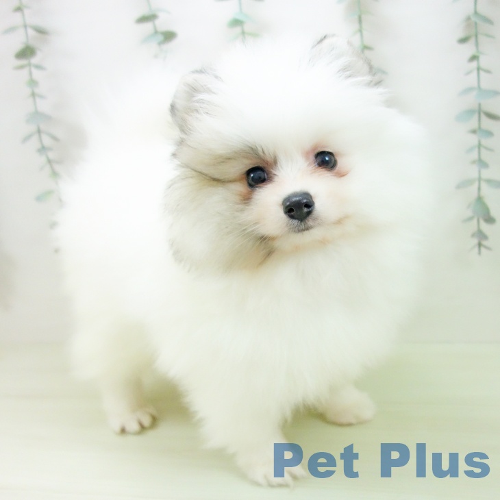 富山県のポメラニアン (ペットプラス 高岡店/2026年2月1日生まれ/女の子/パーティーカラー)の子犬の1枚目の画像