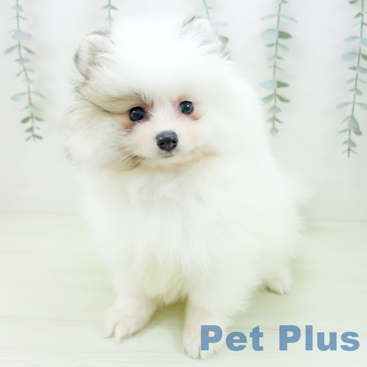 富山県のポメラニアン (ペットプラス 高岡店/2026年2月1日生まれ/女の子/パーティーカラー)の子犬の2枚目の画像