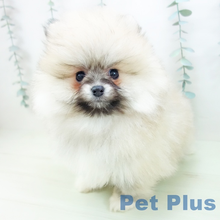 ポメラニアンの写真2
