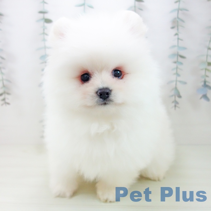 三重県のポメラニアン (ペットプラス 東員店/2026年2月1日生まれ/女の子/クリーム)の子犬の1枚目の画像