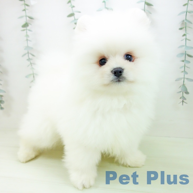 三重県のポメラニアン (ペットプラス 東員店/2026年2月1日生まれ/女の子/クリーム)の子犬の2枚目の画像