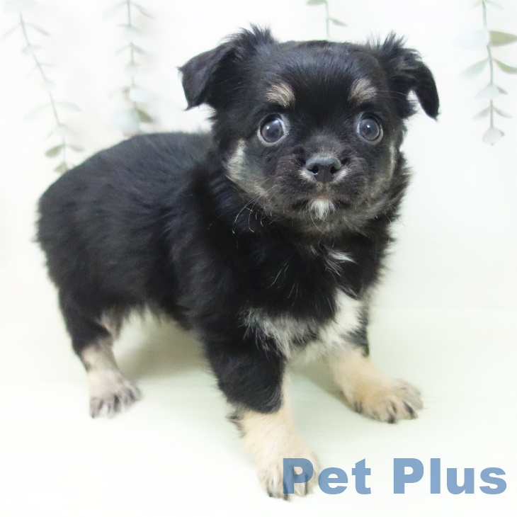 岐阜県のチワワ(ロング) (ペットプラス 光ケ丘店/2026年2月1日生まれ/男の子/ブラックタン)の子犬の1枚目の画像