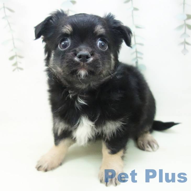 岐阜県のチワワ(ロング) (ペットプラス 光ケ丘店/2026年2月1日生まれ/男の子/ブラックタン)の子犬の2枚目の画像